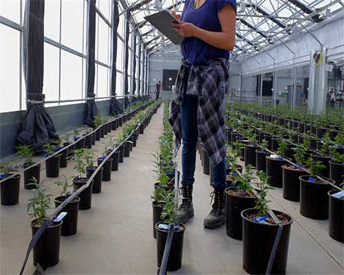 大家都说值得收藏的凉拌蛰头 一年四季都适合吃